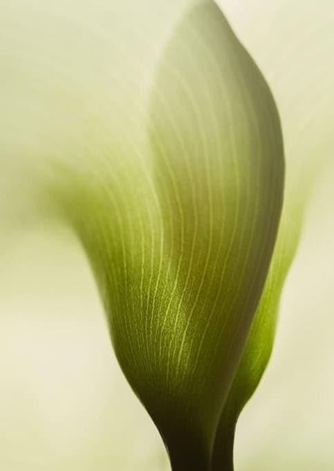 Jonge plant met groene bladeren, close-up van scheut.