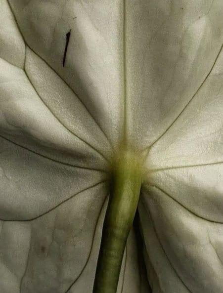 Close-up van een witte bloem met groene steel en delicate textuur.