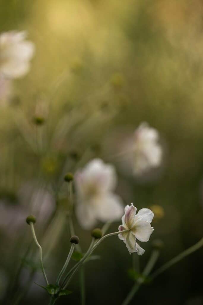 a bunch of flowers that are in the grass